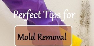Perfect Tips for Mold Removal from Your Home