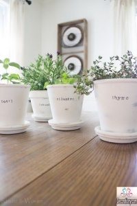 Classy Antique Terra pots to help grow indoor herb garden.