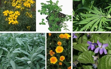 lovely flower bed ideas