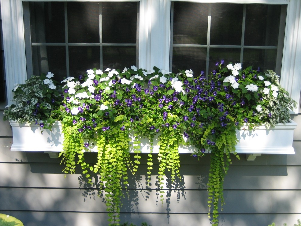 Window-Planter-Box-Flowers