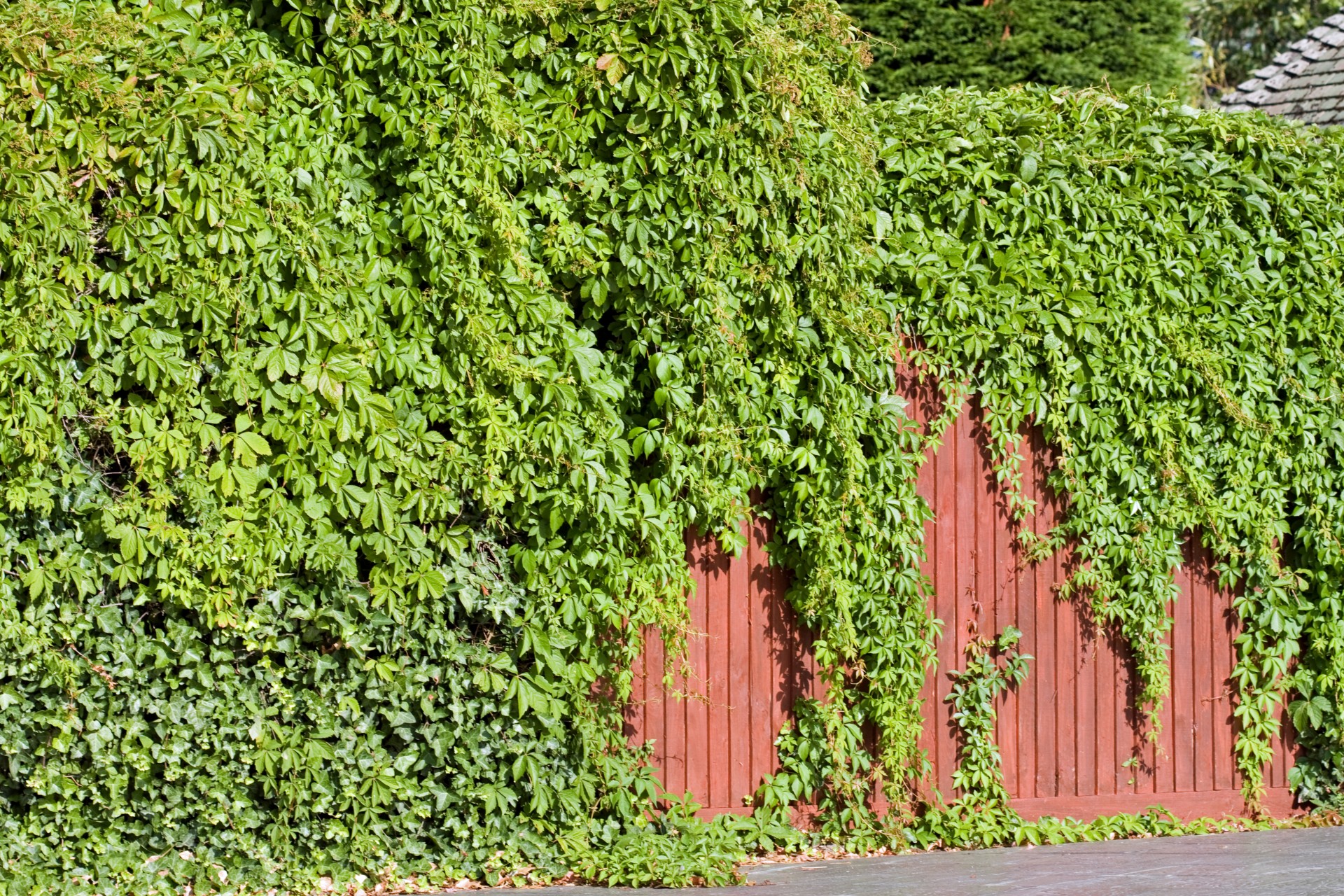 Privacy Fence Ideas-Fence covered with Ivy
