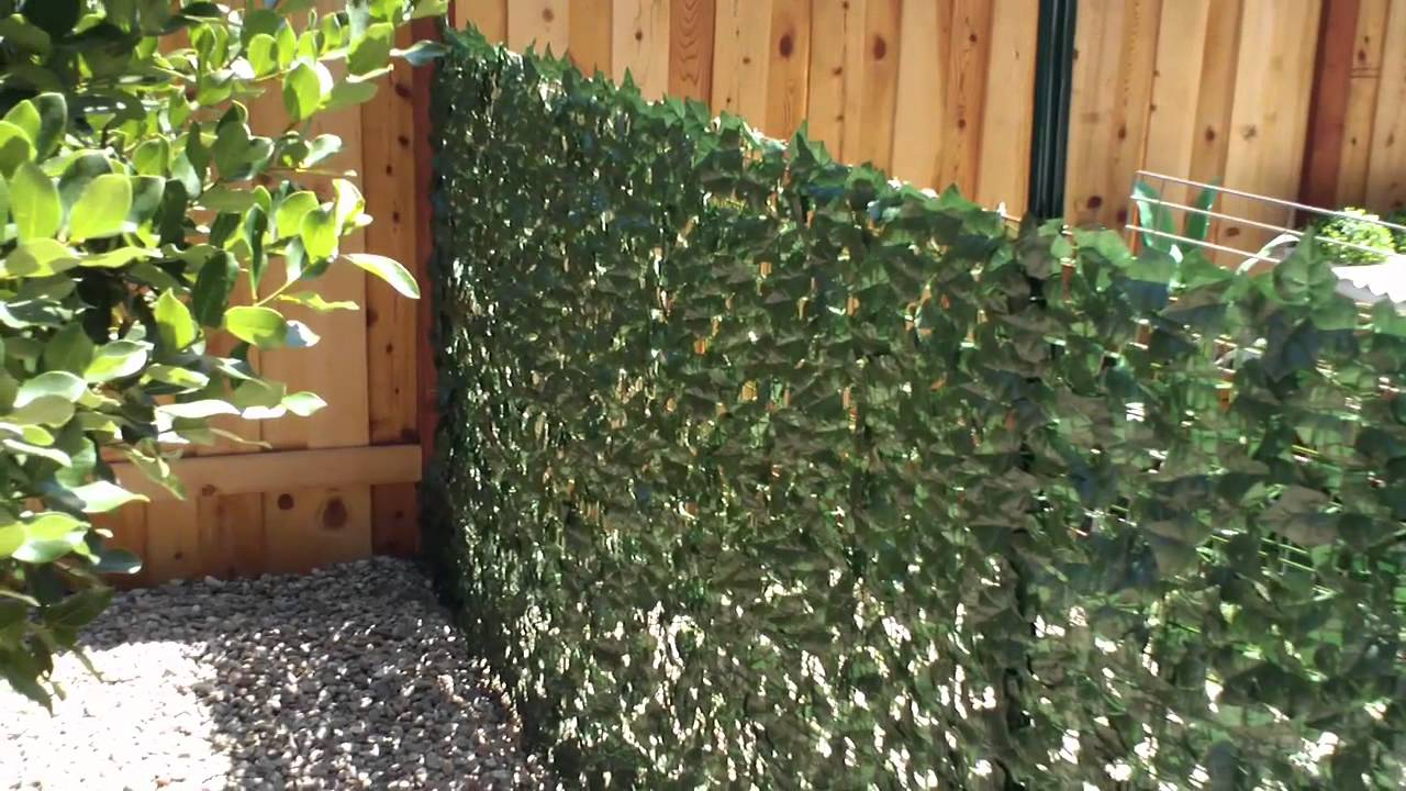Privacy Fence Ideas-Ivy wall fence
