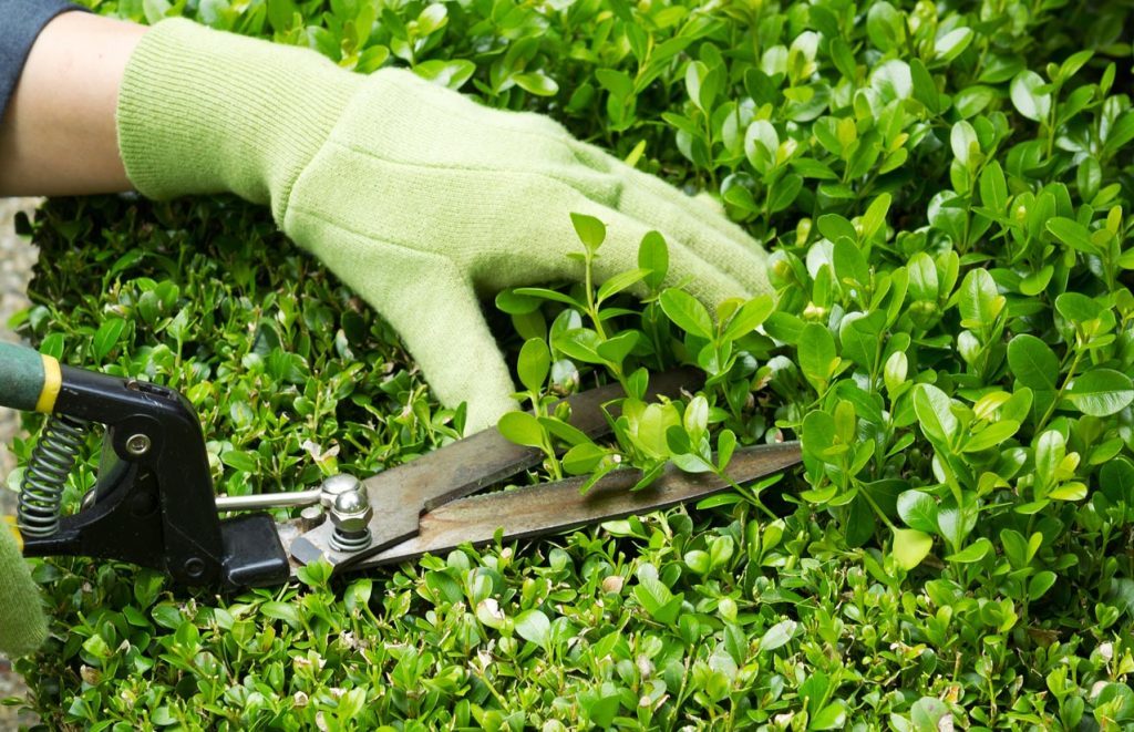 best grass cutting