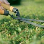 best grass cutting